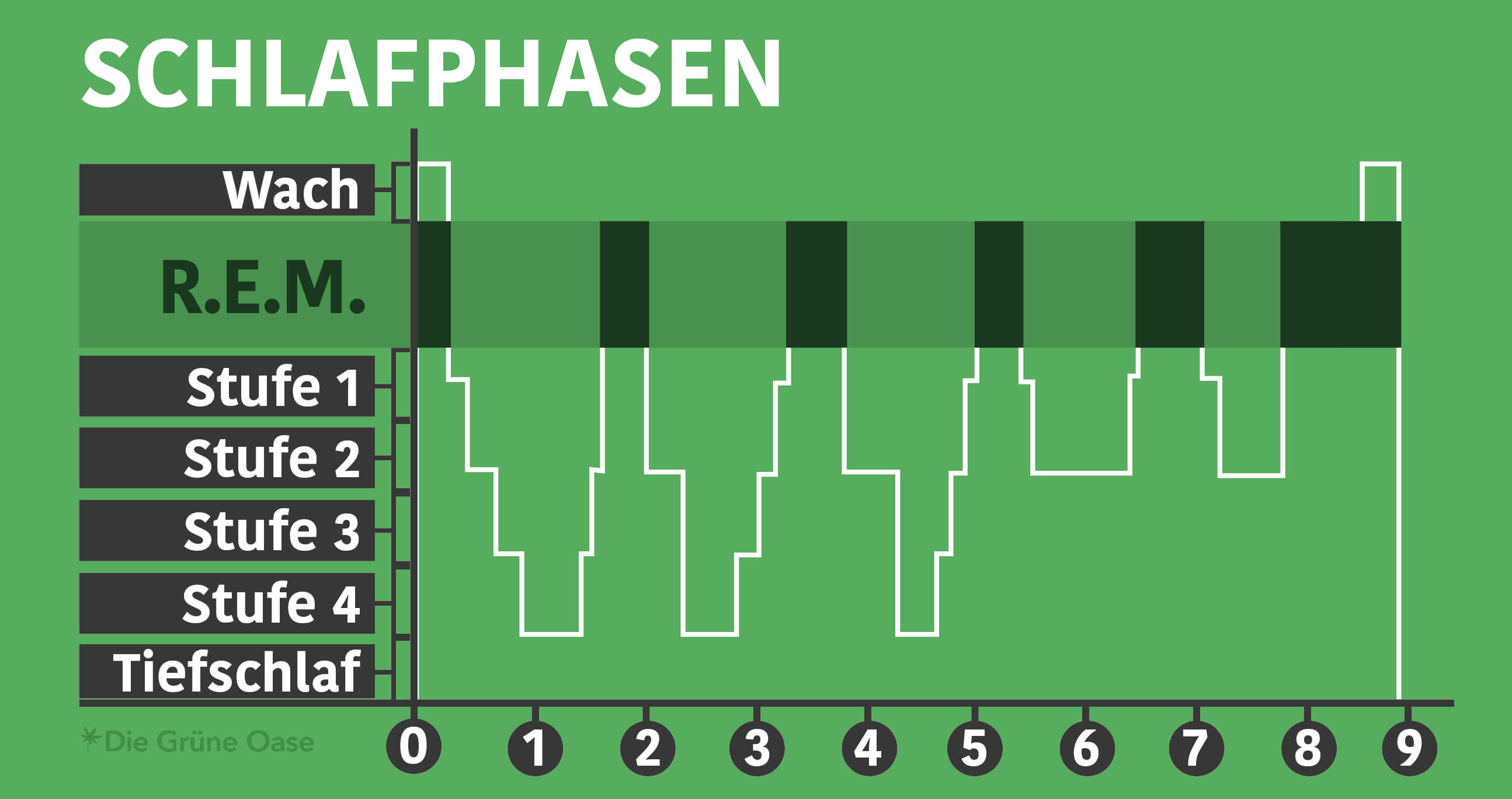 Keine Rem Schlafphase Bei Welchen Krankheiten www.die-gruene-oase.com